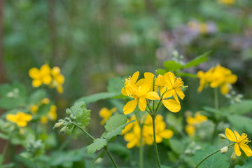 chelidonium majus,  greater celandine, nipplewort, yellow flowers macro