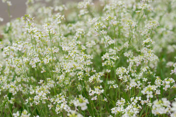 Fototapeta premium arabis procurrens white wild flowers in meadow