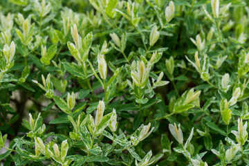 salix integra decorative garden plant white and green leaves