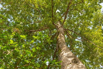 A palm tree reaches up to the sky