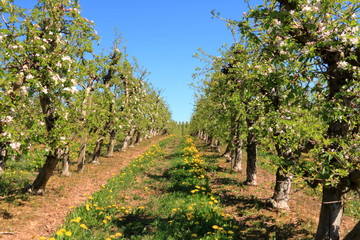 Fototapeta na wymiar Beautiful blooming of decorative white apple trees over bright blue sky