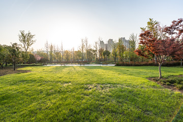 Obraz premium trees in the park