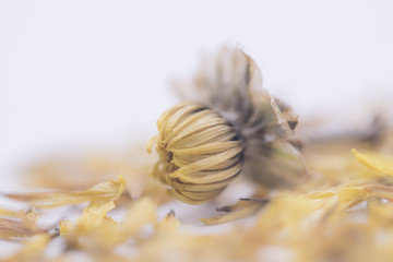 Selective focus close up old dried yellow flower isolated on white background.