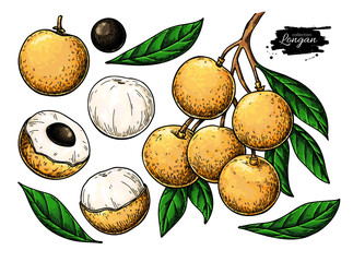Longan vector drawing set. Hand drawn tropical fruit illustration. Artistic summer fruit