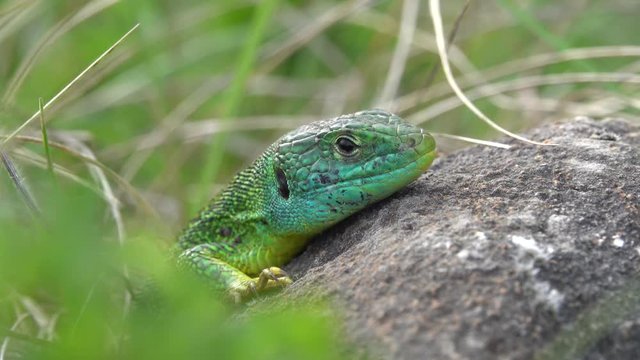 Westliche Smaragdeidechse&nbsp;(Lacerta bilineata)