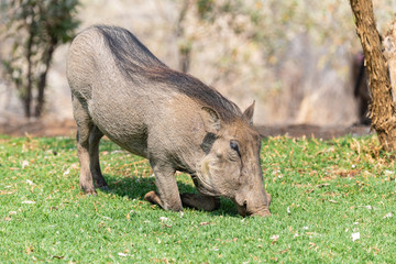 Naklejka na ściany i meble Female warthog grazing