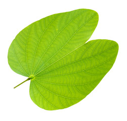Obraz premium green leaf isolated over white background butterfly shaped
