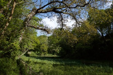 Spring valley, Jersey, U.K. Natural scenic landscape in Spring.