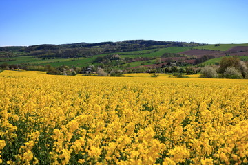 Fototapeta premium Blossoming rapeseed field in Saxony, Germany