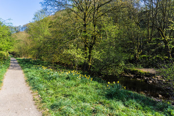 Fototapeta na wymiar Walking trail along a river in yorkshire in northern england on spring day