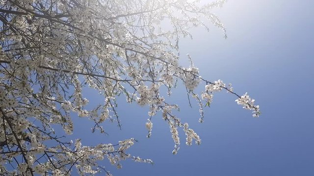 Looking down on cherry blossom crown of cherry tree beautiful white blossom amazing crisp white foliage flowers growing before cherries 4k