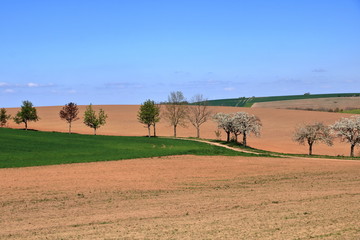 Obraz premium Row of beautifully blossoming cherry trees