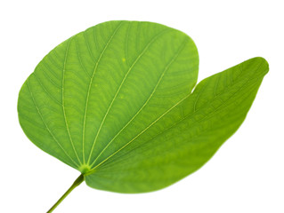 green leaf isolated over white background butterfly shaped