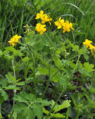 Flowering celandine (Chelidonium majus)