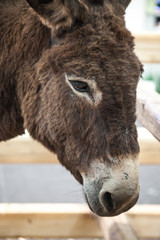 Fototapeta premium portrait of a donkey