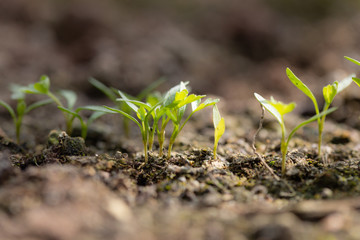 young parsley plants on sun rays