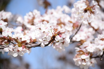 桜