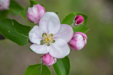 bee on a blooming apple tree, wallpaper