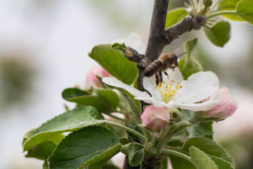 bee on a blooming apple tree, wallpaper