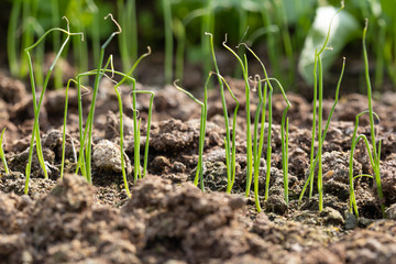young onion plants, closeup, macro