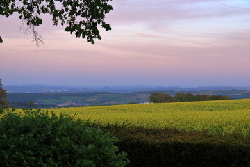 Blossoming rapeseed field in Saxony, Germany