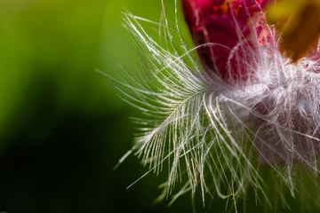 Federboa als Samenträger im Frühlingsgarten