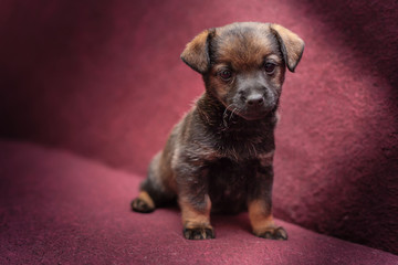 Puppy Portrait