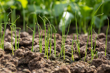young onion plants, gardening, closeup