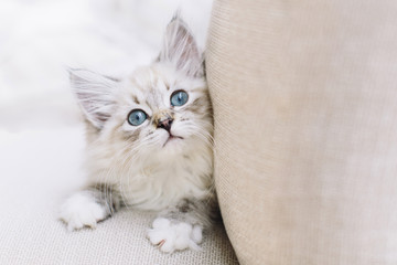 Little Babycat Kitten on beige sofa