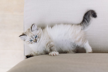 Little Babycat Kitten on beige sofa