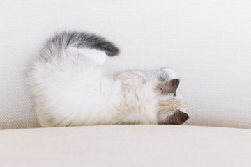 Little Babycat Kitten on beige sofa