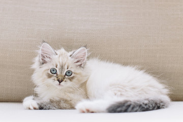 Little Babycat Kitten on beige sofa