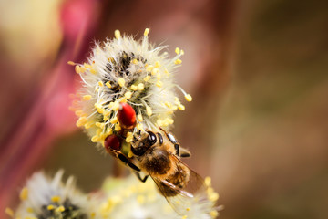 Weidenkätzchen, erste Nahrungsquelle für Bienen im Frühjahr