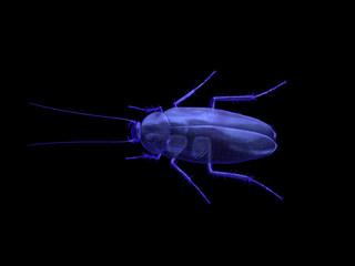 Cockroach x-ray vision, wireframe of 3d model low polygon  Cockroach.3D rendering