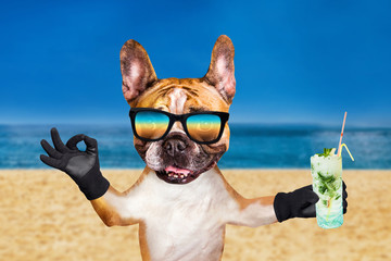 funny dog ginger french bulldog in sunglasses hold a alcoholic cocktail in a glass in a bar and...