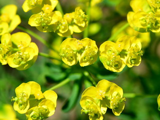 Euphorbia cyparissias, the cypress spurge