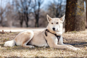 portrait of a dog