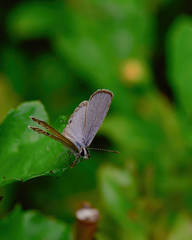 Macro Image Shot wildflower and insects photos