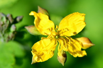 Chelidonium majus,  greater celandine, nipplewort, swallowwort, tetterwort