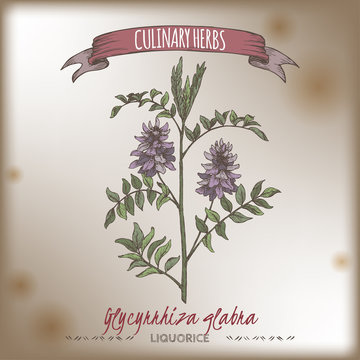 Glycyrrhiza glabra aka liquorice color sketch. Culinary herbs series.
