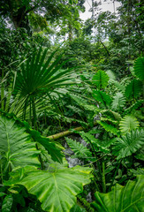 Tropical leaves within the Eden Project, UK