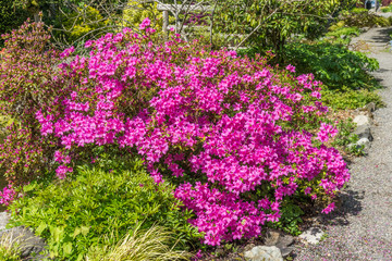 Brilliant Pink Blossoms 4