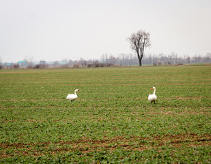 Schwäne auf einem Feld bei der Nahrungssuche