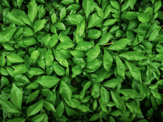 rOrange jasmine leaf background.Green and black nature background.