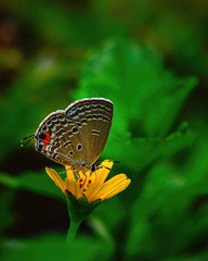 Macro Image Shot wildflower and insects photos