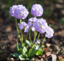Spring purple flower primrose in the garden. Primula denticulata