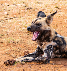 Yawning wild dog