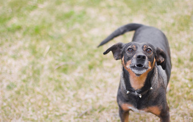  funny dog ​​on a background of grass. little dog. portrait of a dog with space for text