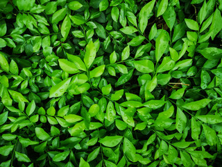 Fototapeta na wymiar Orange jasmine leaf background.Green and black nature background.