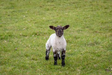 A lamb in the Sussex countryside in springtime
